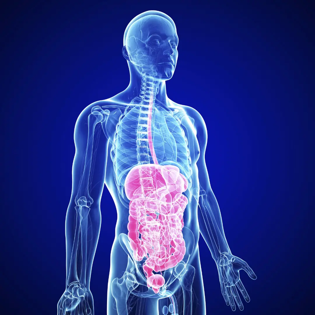 digestion
