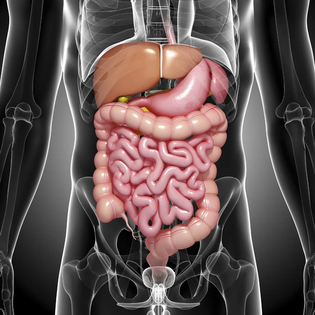 Que es la digestion