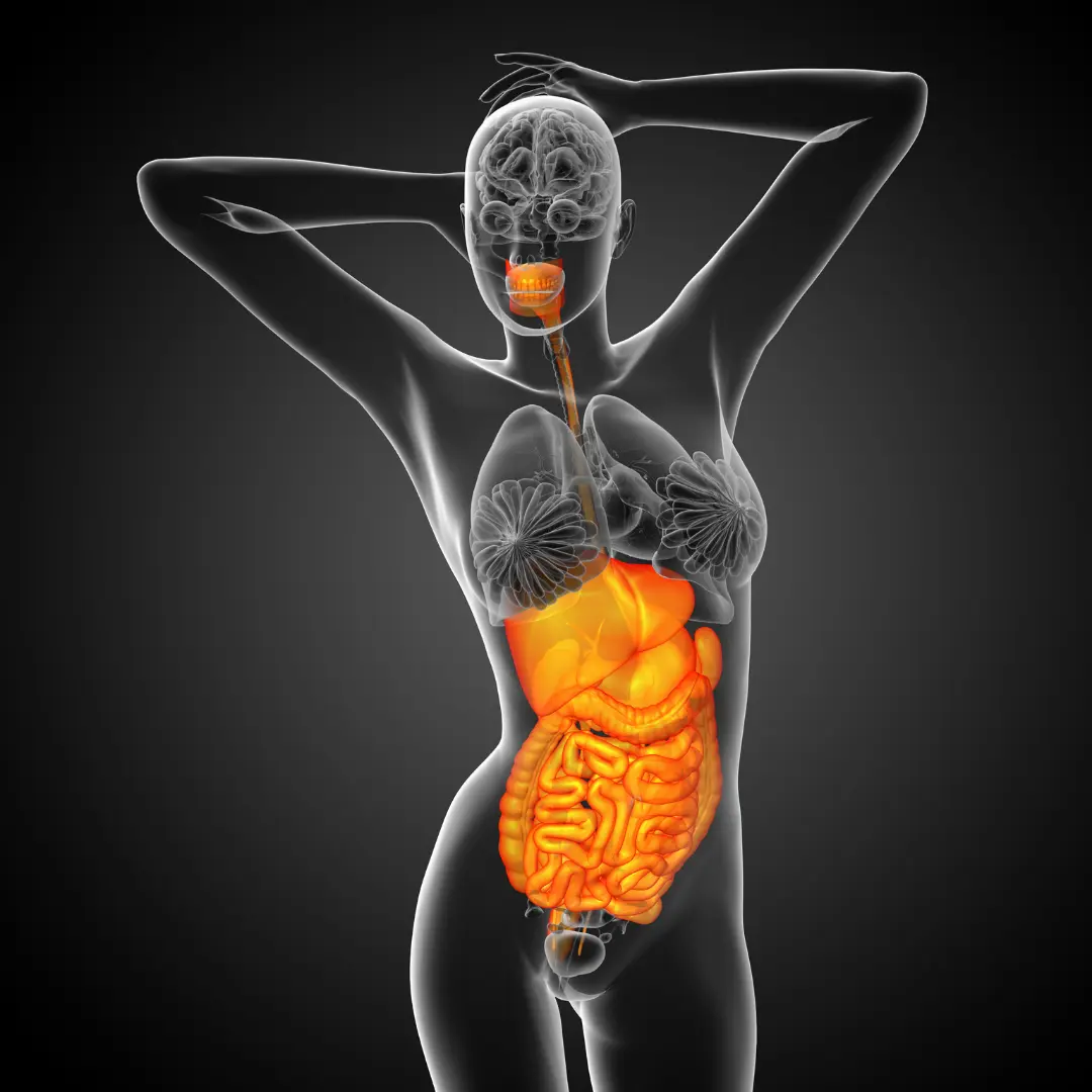 digestion