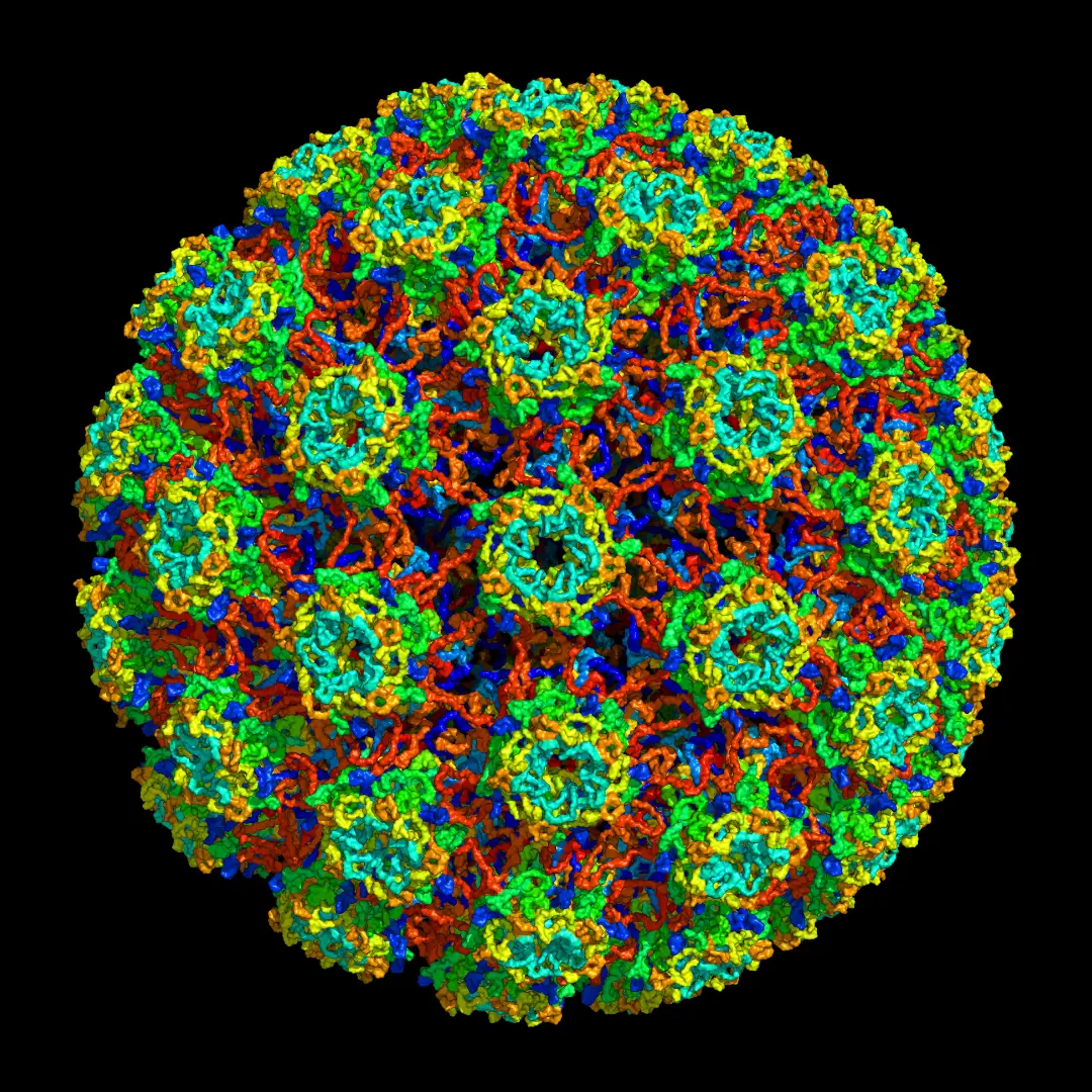 virus del papiloma humano